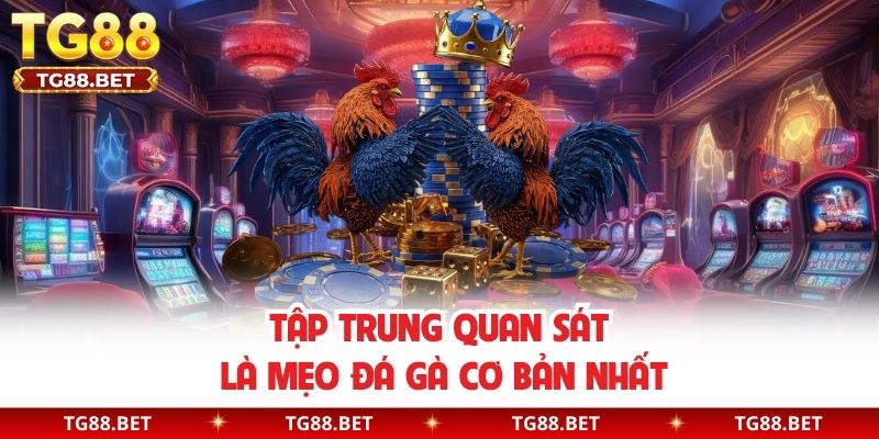 Tập trung quan sát là mẹo đá gà cơ bản nhất